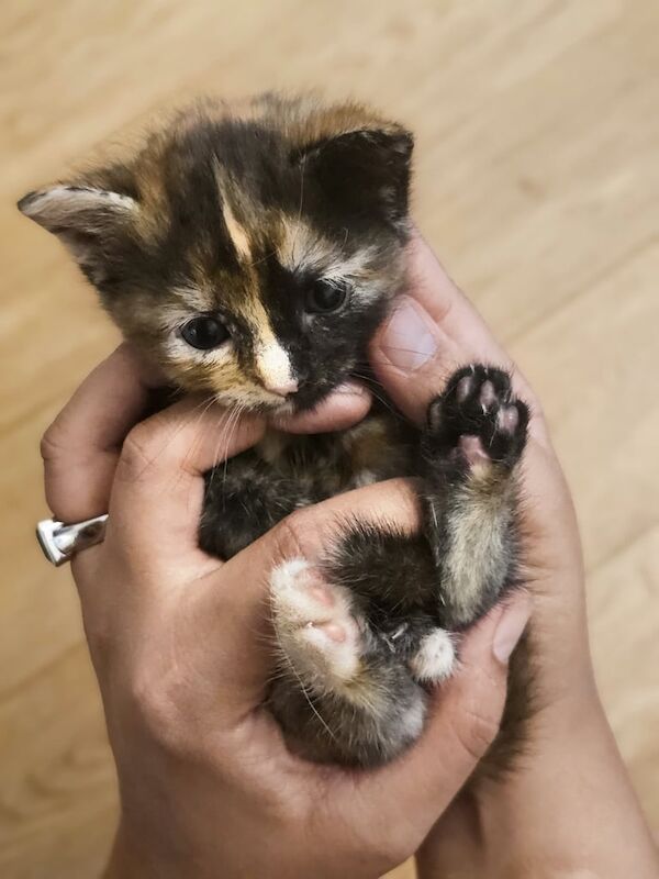 British Shorthair kittens for sale in Uxbridge, Greater London – 8 weeks old - Image 2 of 3