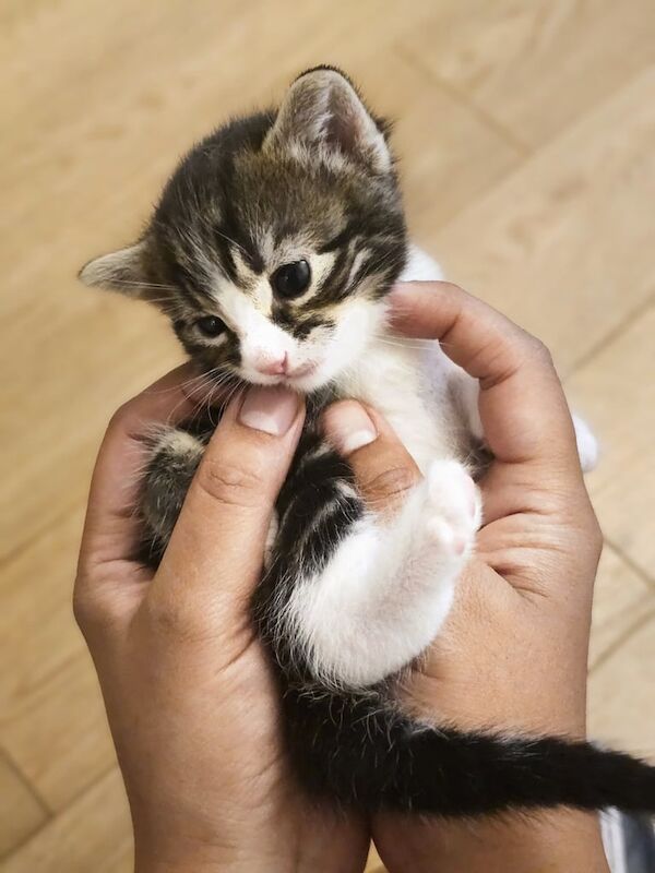 British Shorthair kittens for sale in Uxbridge, Greater London – 8 weeks old - Image 3 of 3