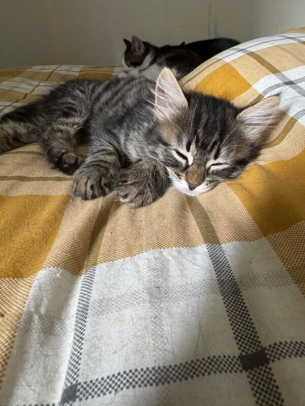 Kittens for sale in Gilmerton, City of Edinburgh