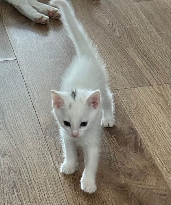 British Shorthair kittens for sale in Bathgate, West Lothian – 9 months old - Image 1 of 3