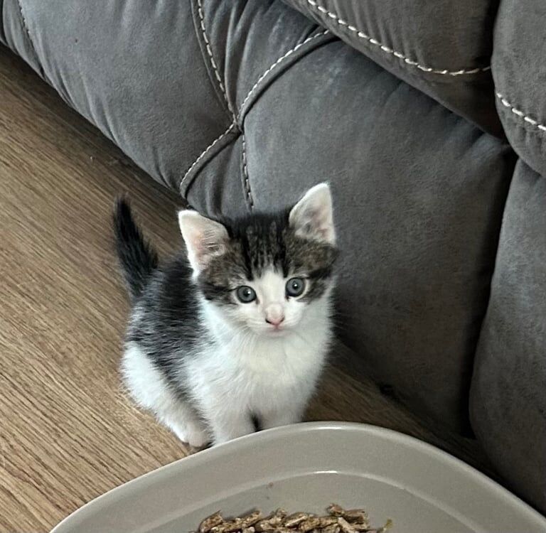 British Shorthair kittens for sale in Bathgate, West Lothian – 9 months old - Image 3 of 3
