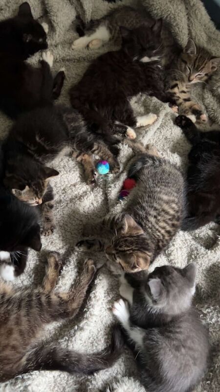 Kittens for sale in Muirhouse, City of Edinburgh
