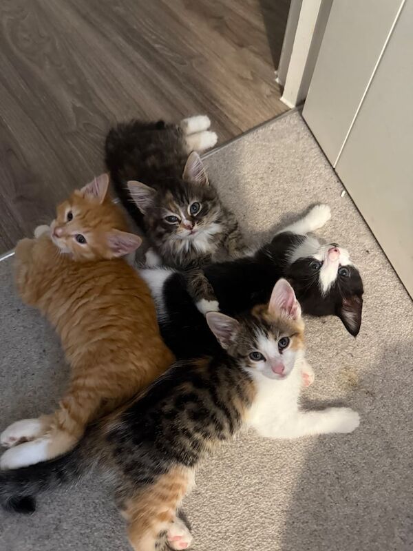 Kittens for sale!!! for sale in Purley, Greater London