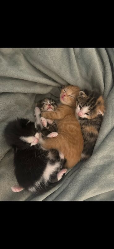 Kittens for sale!!! for sale in Purley, Greater London | Image 2