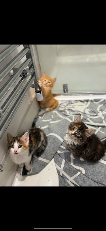 Kittens for sale!!! for sale in Purley, Greater London | Image 3