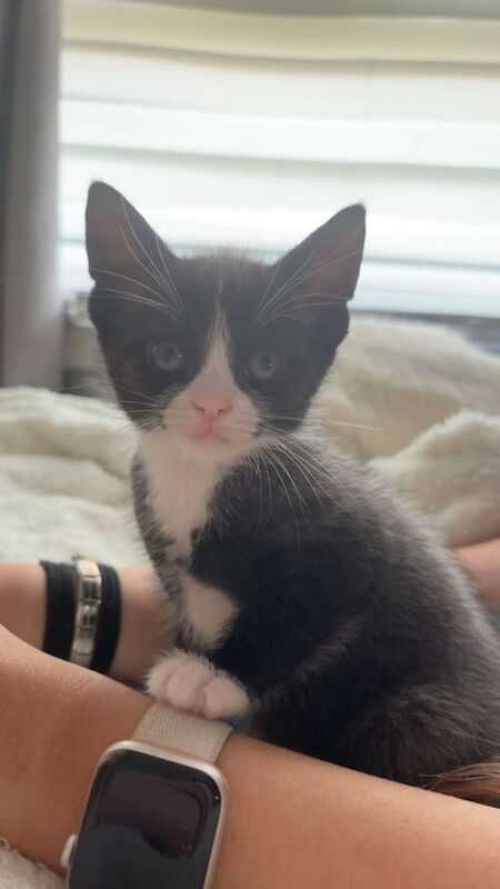 Kittens for sale in East Kilbride, Lanarkshire