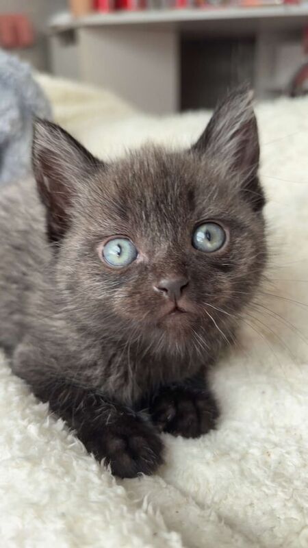 Kittens for sale in East Kilbride, Lanarkshire | Image 2