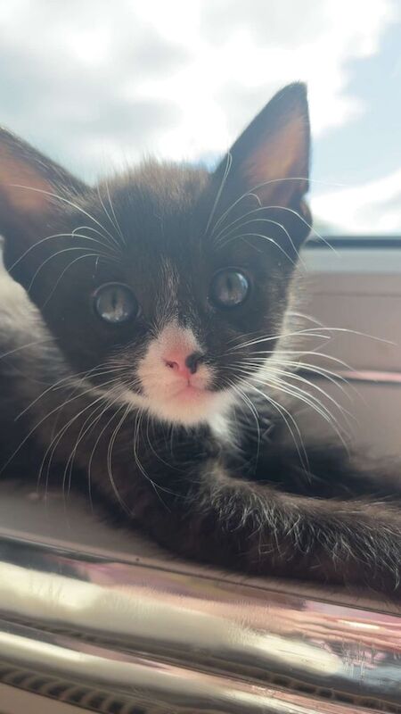 Kittens for sale in East Kilbride, Lanarkshire | Image 3