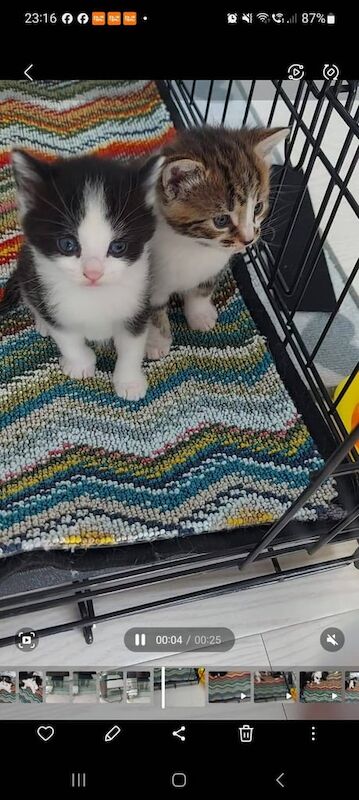 Kittens for sale in Sparkhill, West Midlands