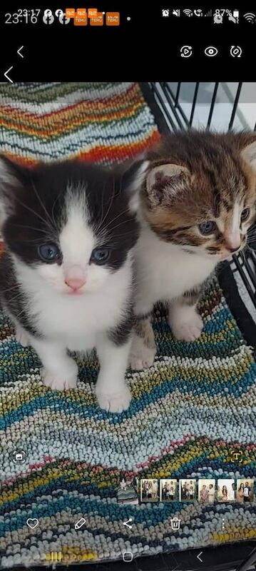 Kittens for sale in Sparkhill, West Midlands | Image 2