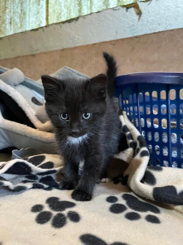 Kittens for sale in Pomeroy, County Tyrone