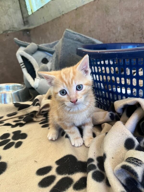 Kittens for sale in Pomeroy, County Tyrone | Image 2