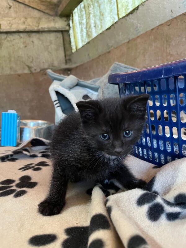 Kittens for sale in Pomeroy, County Tyrone | Image 3