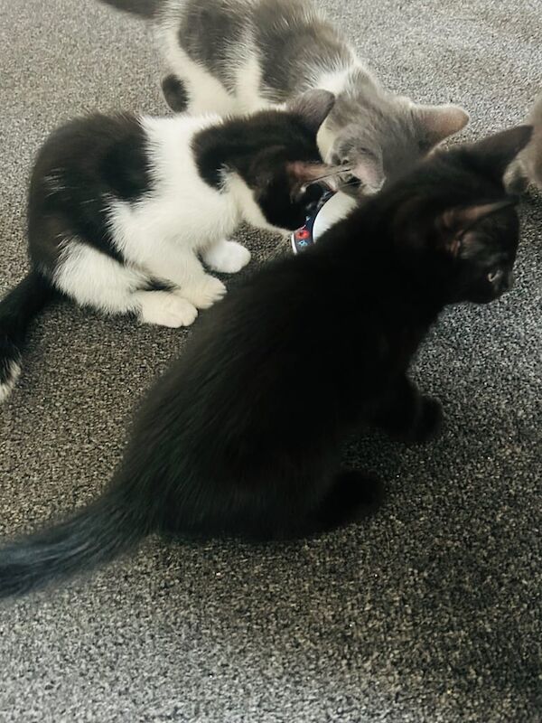 Kittens for Sale in Barnet, Greater London
