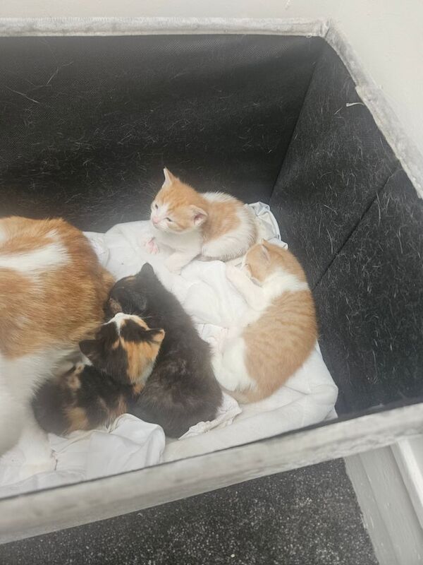 Kittens for sale in Hackney, Greater London