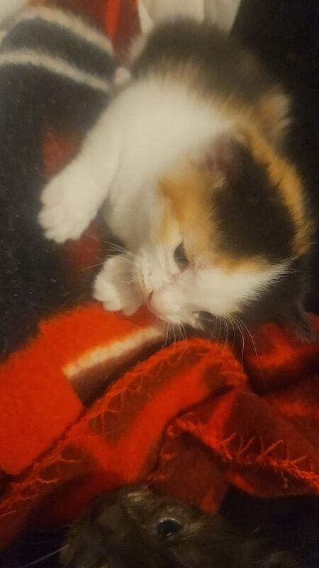 British Shorthair kittens for sale in Hackney, Greater London – 8 months old - Image 2 of 3