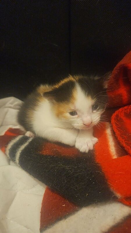 British Shorthair kittens for sale in Hackney, Greater London – 8 months old - Image 3 of 3