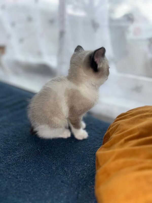 Kittens for sale in Horsforth, West Yorkshire