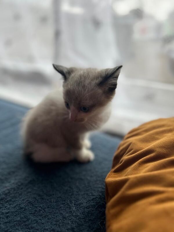 Kittens for sale in Horsforth, West Yorkshire - Image 2