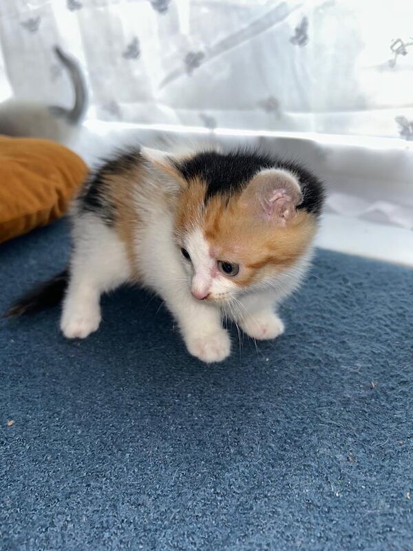Kittens for sale in Horsforth, West Yorkshire - Image 3