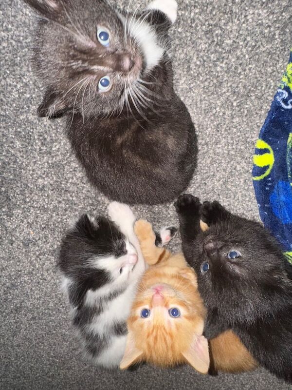 Kittens for Sale in Newport-on-Tay, Fife