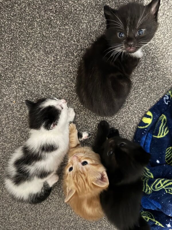 Kittens for Sale in Newport-on-Tay, Fife | Image 2