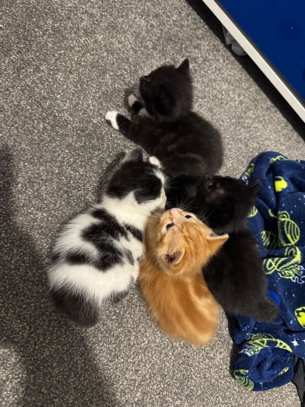 Kittens for Sale in Newport-on-Tay, Fife | Image 3