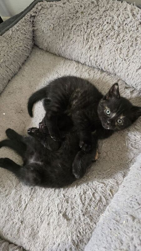 Kittens for sale in Walthamstow, Greater London