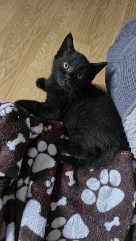 Kittens for sale in Walthamstow, Greater London | Image 2