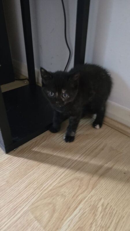 Kittens for sale in Walthamstow, Greater London - Image 3