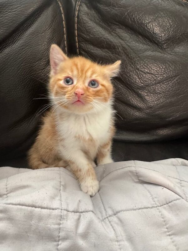 Kittens for sale in Rowlands Gill, Tyne and Wear