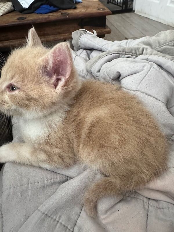 Kittens for sale in Rowlands Gill, Tyne and Wear - Image 2
