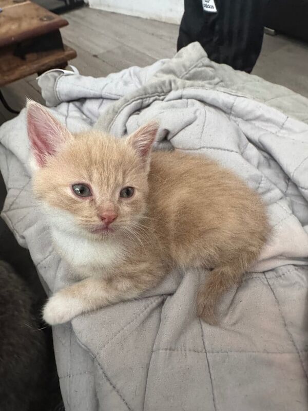 Kittens for sale in Rowlands Gill, Tyne and Wear - Image 3
