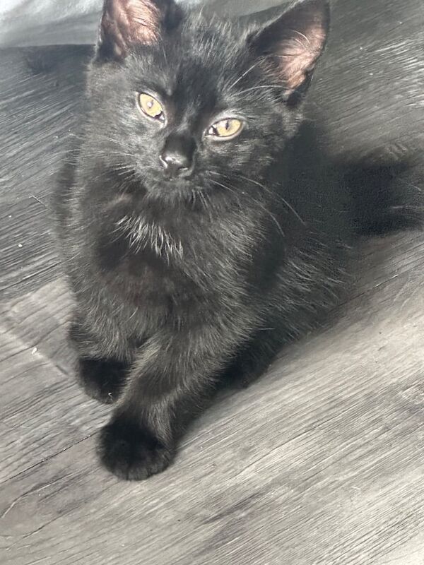 Kittens for sale in Wallasey, Merseyside