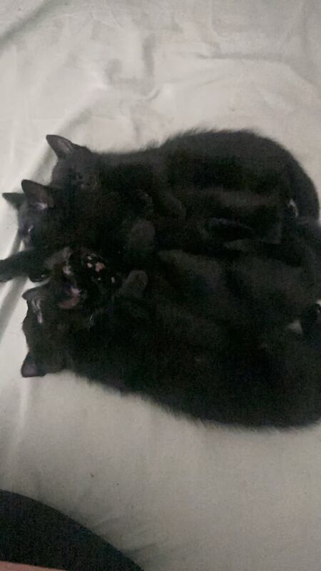 British Shorthair kittens for sale in Wallasey, Merseyside – 9 months old - Image 2 of 3