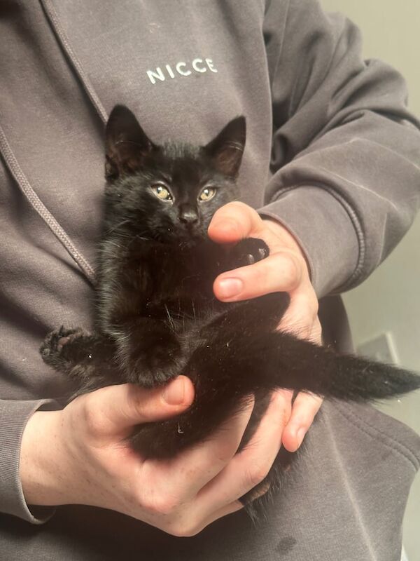 British Shorthair kittens for sale in Wallasey, Merseyside – 9 months old - Image 3 of 3