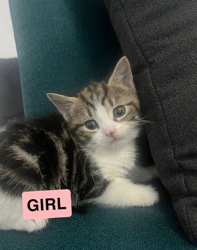 kittens for sale in Leeds, West Yorkshire