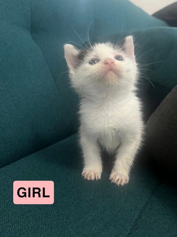 kittens for sale in Leeds, West Yorkshire | Image 3