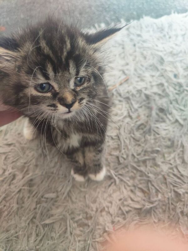 British Shorthair kittens for sale in Rosyth, Fife – 9 weeks old