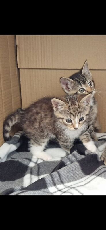 British Shorthair kittens for sale in Cullompton, Devon – 8 weeks old - Image 1 of 3