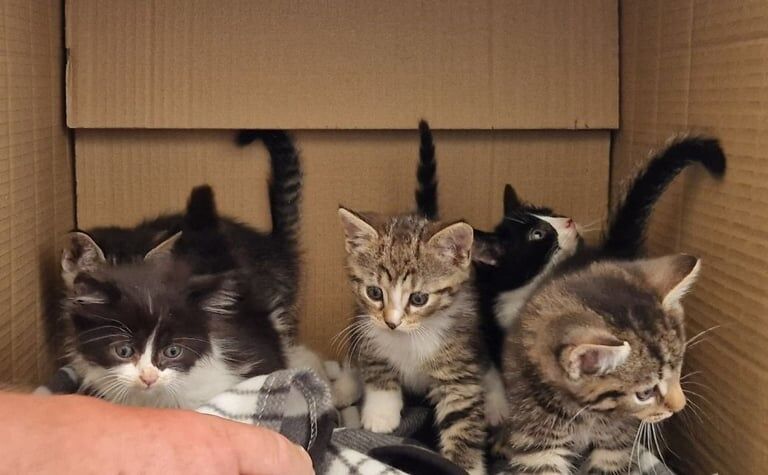 British Shorthair kittens for sale in Cullompton, Devon – 8 weeks old - Image 2 of 3