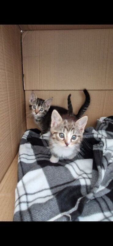 British Shorthair kittens for sale in Cullompton, Devon – 8 weeks old - Image 3 of 3