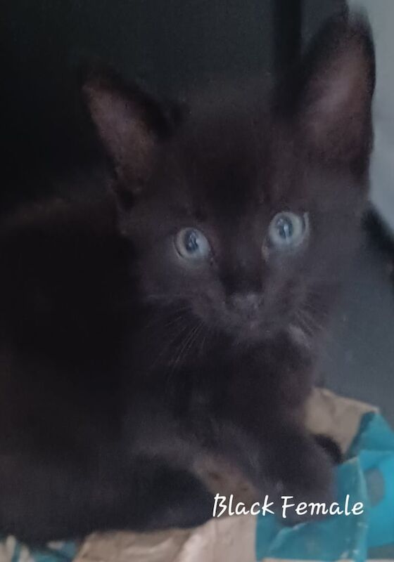 British Shorthair kittens for sale in Widnes, Cheshire – 8 weeks old