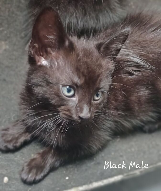 British Shorthair kittens for sale in Widnes, Cheshire – 9 weeks old - Image 2 of 3