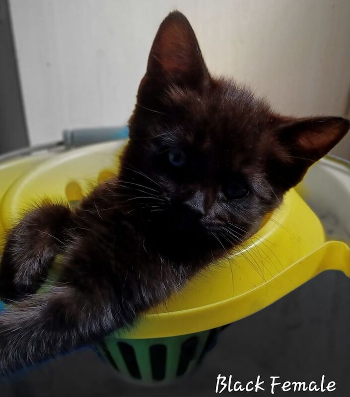 British Shorthair kittens for sale in Widnes, Cheshire – 9 weeks old - Image 3 of 3