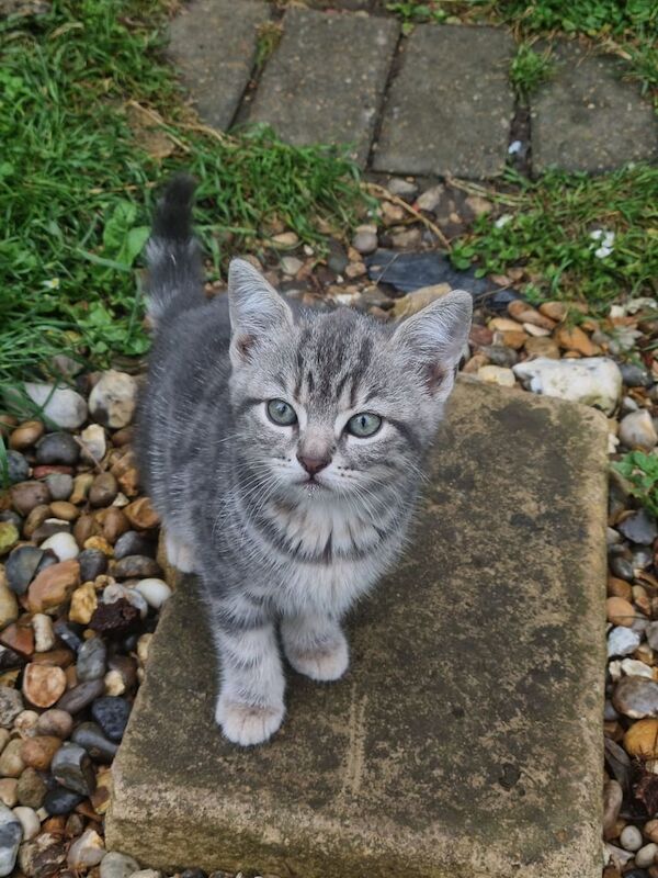 British Shorthair kittens for sale in Chislehurst West, Greater London – 8 weeks old