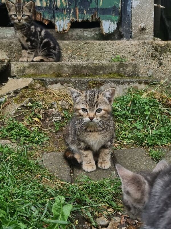 British Shorthair kittens for sale in Chislehurst West, Greater London – 8 weeks old - Image 2 of 3