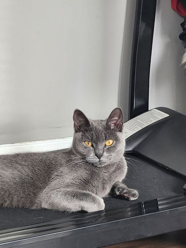 British Shorthair kittens for sale in Walthamstow, Greater London – 8 weeks old