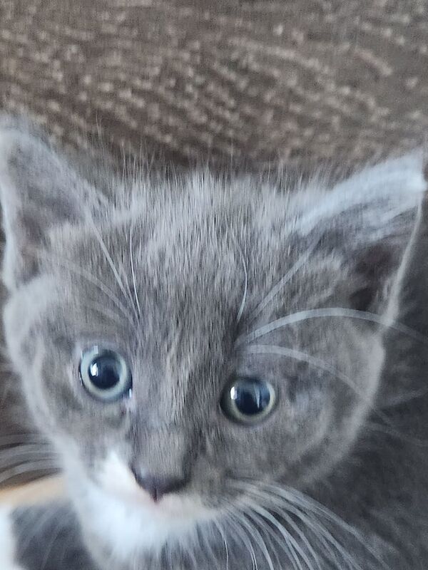 British Shorthair kittens for sale in Walthamstow, Greater London – 8 weeks old - Image 2 of 3