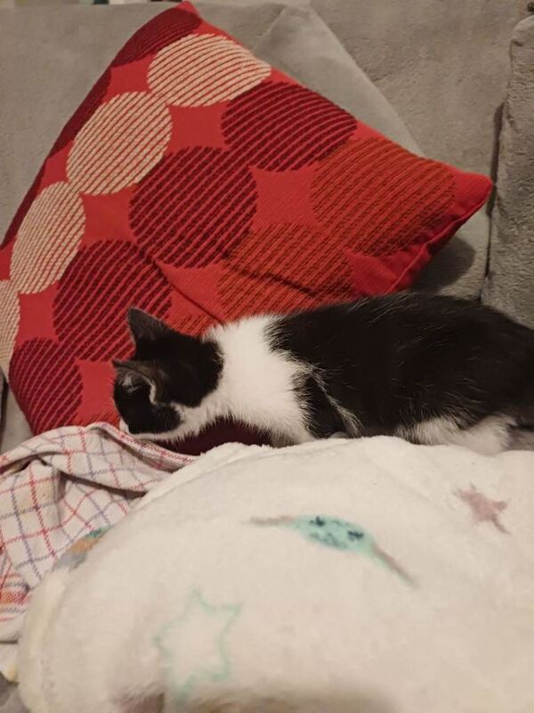 Kittens for sale £180 ready to leave